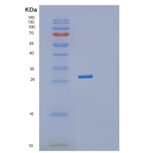 Recombinant Human STX1A Protein