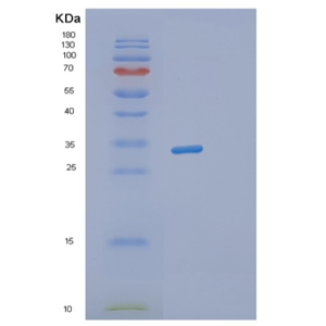 Recombinant Human STX3 Protein,Recombinant Human STX3 Protein