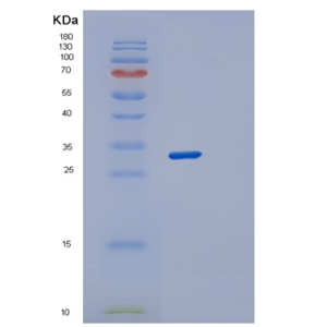 Recombinant Human STX2 Protein,Recombinant Human STX2 Protein