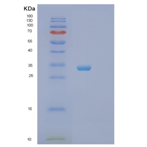 Recombinant Human STX4 Protein,Recombinant Human STX4 Protein