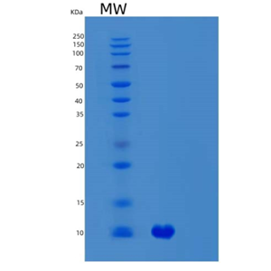 Recombinant Human SVIP Protein