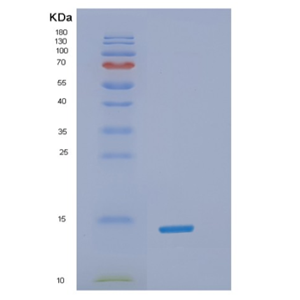 Recombinant Human α-Synuclein Protein