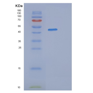 Recombinant Human SYT13 Protein