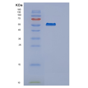 Recombinant Human SYT3 Protein