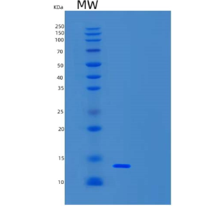 Recombinant Human TCL1A Protein,Recombinant Human TCL1A Protein