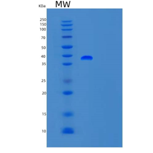 Recombinant Human TFB1M Protein,Recombinant Human TFB1M Protein