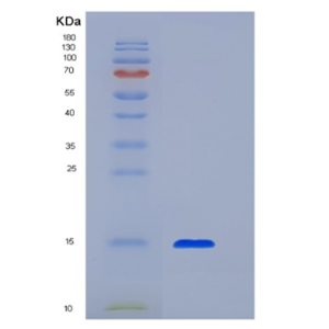 Recombinant Transforming Growth Factor Beta 1 (TGFb1).