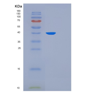 Recombinant Human THPO Protein