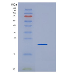 Recombinant Tumor Necrosis Factor Receptor Superfamily, Member 8 (TNFRSF8)