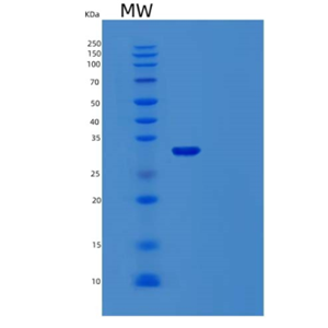 Recombinant Human TMEFF1 Protein