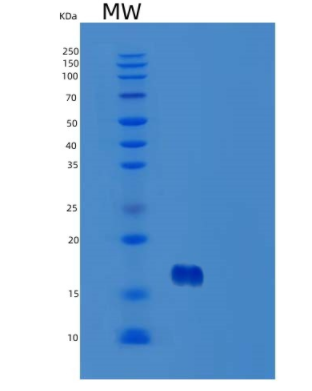 Recombinant Human TSLP Protein,Recombinant Human TSLP Protein