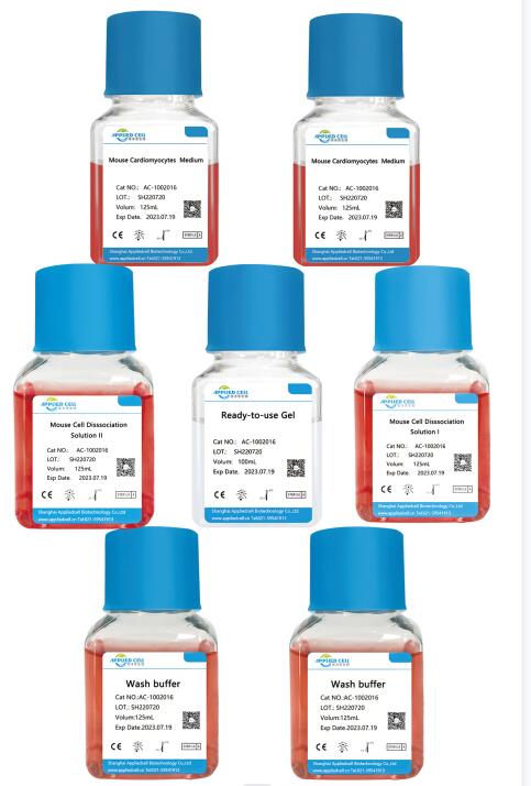 新生小鼠原代心肌细胞分离试剂盒,Mouse Primary Cardiomyocyte Isolation Kit