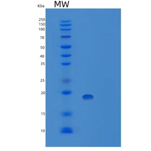 Recombinant E.coli Tumor Necrosis Factor-α Human Protein