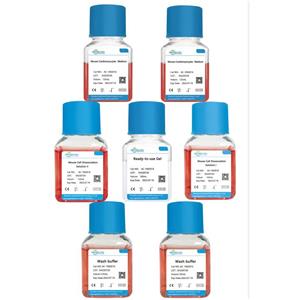 新生小鼠原代心肌细胞分离试剂盒,Mouse Primary Cardiomyocyte Isolation Kit