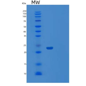 Recombinant Human UBE2M Protein