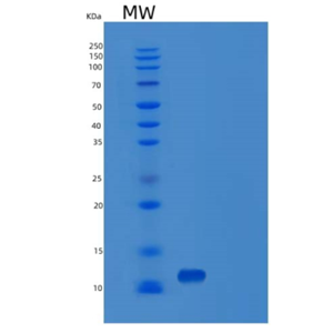 Recombinant Mouse Vamp2 Protein