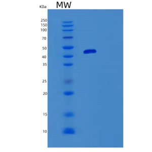 Recombinant Human VAT1 Protein