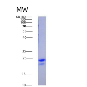 Eukaryotic Vascular Endothelial Growth Factor 165 (VEGF165)