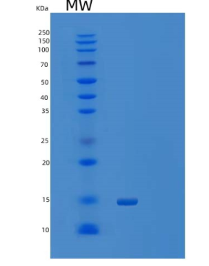 Recombinant Mouse Inducible T-cell Costimulator Protein,Recombinant Mouse Inducible T-cell Costimulator Protein