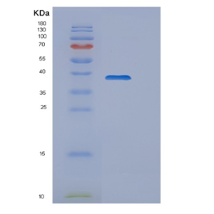 Recombinant Human WDR5 Protein