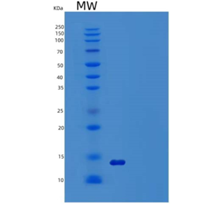 Recombinant Human Small Ubiquitin-Related Modifier 2/SUMO2 Protein(N-6His)