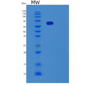 Recombinant Human Fibronectin Fragment/RetroNectin/NovoNectin Protein