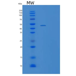 Recombinant Human CD27/TNFRSF7 Protein(C-Fc-6His)