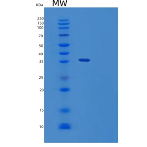 Recombinant Mouse Poliovirus Receptor-Related Protein 2 Protein