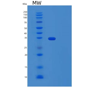 Recombinant Human L-selectin /sell Protein