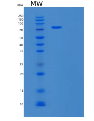 Recombinant Human Macrophage Colony-stim. Factor 1 Receptor/M-CSF R/CSF1R/CD115 Protein(C-Fc),Recombinant Human Macrophage Colony-stim. Factor 1 Receptor/M-CSF R/CSF1R/CD115 Protein(C-Fc)