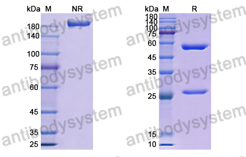 Anti-RSV F/Fusion glycoprotein F0 Antibody (4D7) (RVV02817),Anti-RSV F/Fusion glycoprotein F0 Antibody (4D7) (RVV02817)