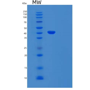Recombinant Human BMP Receptor IA/ALK-3/CD292 Protein(C-Fc-6His)
