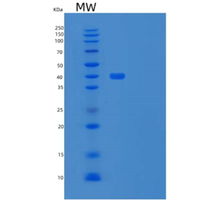 Recombinant Human BMP Receptor II/BMPR2/PPH1 Protein(C-Fc-6His)