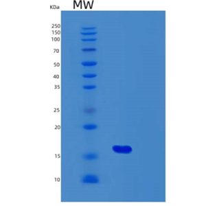 Recombinant Human Fibroblast Growth Factor 2/FGF-2/FGFb(Gly132-Ser288) Protein