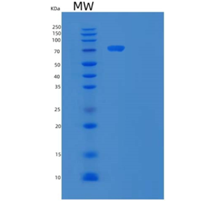 Recombinant Human Vascular Cell Adhesion Protein 1 Protein