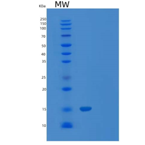 Recombinant Human Myelin Protein P0-like 1/MPZL1 Protein(C-6His)