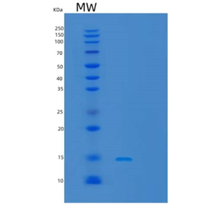 Recombinant Human Erythroid Membrane-Associated Protein/ERMAP Protein(C-6His)