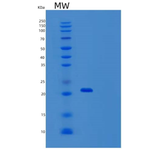 Recombinant Mouse OX40L Receptor Protein,Recombinant Mouse OX40L Receptor Protein