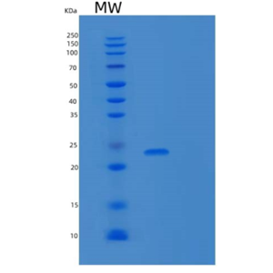 Recombinant Human TWSG1/TSG Protein(C-6His),Recombinant Human TWSG1/TSG Protein(C-6His)