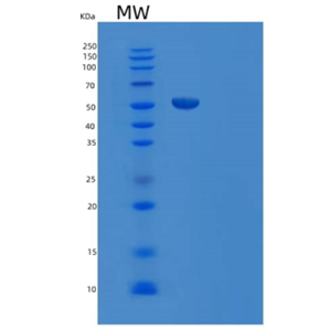 Recombinant Human V-Set and Ig Domain-Containing Protein 4/VSIG4/CRIg Protein(C-Fc)