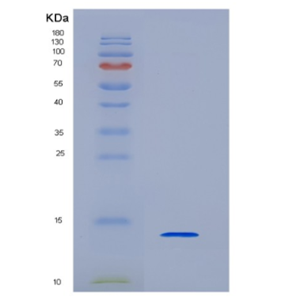 Eukaryotic Insulin Like Growth Factor 1 (IGF1)