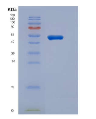 Recombinant Mouse Growth Hormone receptor Protein,Recombinant Mouse Growth Hormone receptor Protein