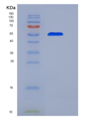 Eukaryotic Cluster Of Differentiation 55 (CD55),Eukaryotic Cluster Of Differentiation 55 (CD55)