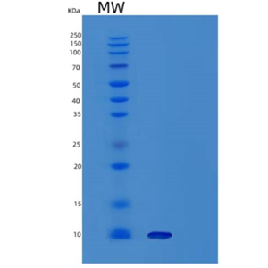 Recombinant Mouse Uteroglobin / SCGB1A1 Protein (His tag)
