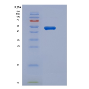 Recombinant Mouse Growth Hormone receptor Protein