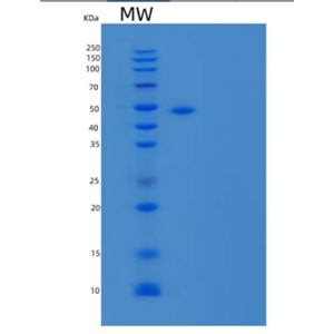 Recombinant Mouse Thymic Stromal Lymphopoietin Receptor/TSP R Protein(C-Fc)