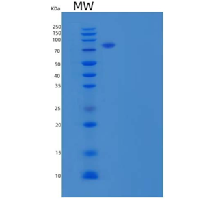 Recombinant Mouse Activated Leukocyte Cell Adhesion Molecule Protein