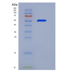 Eukaryotic Cluster Of Differentiation 55 (CD55),Eukaryotic Cluster Of Differentiation 55 (CD55)