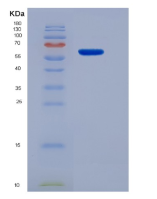 Eukaryotic Lymphocyte Activation Gene 3 (LAG3),Eukaryotic Lymphocyte Activation Gene 3 (LAG3)