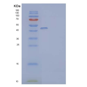 Recombinant Human Death Receptor 3/DR3/TNFRSF25 Protein(C-Fc),Recombinant Human Death Receptor 3/DR3/TNFRSF25 Protein(C-Fc)